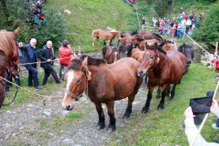 Espinavell recupera la Tria de Mulats amb 300 animals