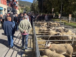 Ripoll recupera la Fira de Santa Teresa amb uns 180 caps de bestiar oví