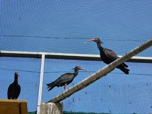 L’Escala rep sis ibis ermitans del Zoo de Barcelona per reforçar la recuperació de l’espècie