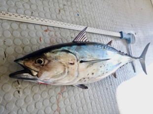 La UdG lidera el descobriment d'una nova espècie de tonyina a l'Atlàntic i la Mediterrània