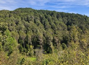 El Consorci de l'Estany adquireix 55,6 hectàrees forestals al Puig Clarà