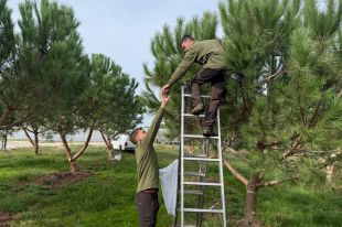 Sant Feliu de Buixalleu impulsa la producció de pinyons amb pins millorats genèticament