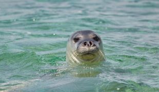 Port de la Selva rebutja la reintroducció de la foca monjo
