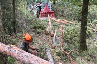 Treballs forestals a Beuda per netejar més de sis hectàrees de bosc i recuperar pastures