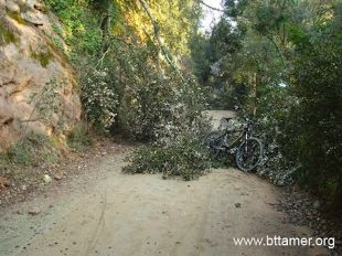 Les Vies Verdes tornen a estar transitables després de treure de la vegetació caiguda fruit del temporal