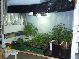 Detenen el propietari d'un local de Palafrugell amb 125 plantes de marihuana