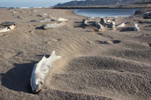 La fred i el temporal de mar causen la mort de centenars de peixos a Pals i Begur