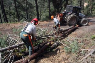Els boscos gironins encara acumulen arbres caiguts per la nevada de fa dos anys