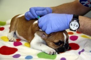 Un 20% dels gossos gironins pateixen la malaltia de la leishmània segons els veterinaris