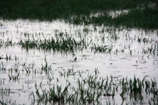 Les tempestes del darrer cap de setmana deixen més de 50 litres per metre quadrat