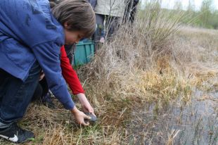Nou alliberament de tortuges autòctones a l'Estany de Banyoles