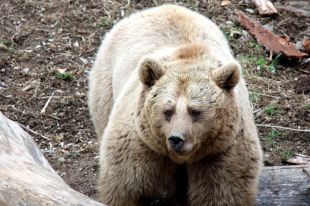 Un nou parc temàtic de dotze hectàrees mostra a Molló la fauna del Pirineu català