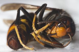 Detecten un focus de vespa asiàtica a la Garrotxa
