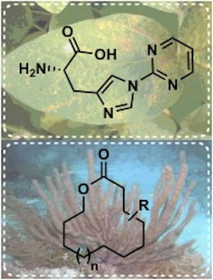 Un investigador de la UdG troba la manera de crear nous fàrmacs amb productes naturals marins