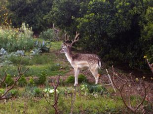 Augmenta la vigilància amb motiu de l'inici de la caça del cérvol 