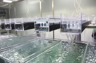 Inauguren una sala de rius artificials per investigar el canvi climàtic i els fàrmacs a l'aigua