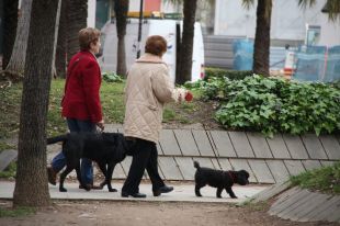 Guanyem Girona vol més espais públics per a gossos