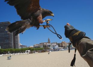 Palamós finalitza la campanya per foragitar gavians dels espais públics