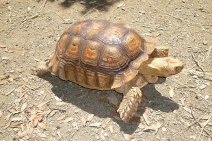 El Centre de Reproducció de Tortugues de l'Albera protegirà els exemplars valuosos