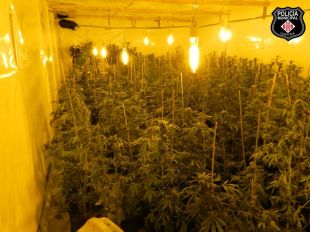 Decomissen 508 plantes de marihuana dins una nau industrial de Girona