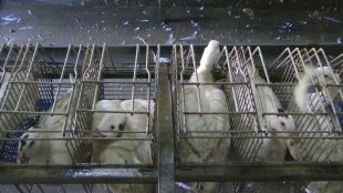 Denuncien deu granges de producció de foie gras per males pràctiques