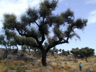 Neix la plataforma ciutadana 'Foc Empordà'