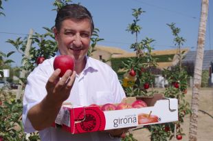 Comença la collita de la poma gironina amb bones expectatives de vendes