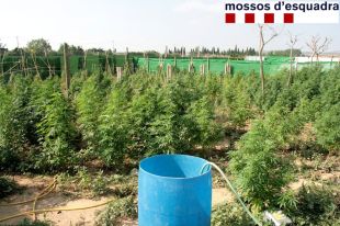 Troben una plantació de marihuana a Cabanes i detenen dues persones buscades a Europa