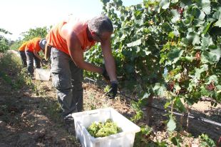Comença la verema a la DO Empordà amb la collita del primer raïm al Celler Espelt 
