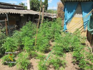 Dos detinguts per tenir una plantació de marihuana en una casa 