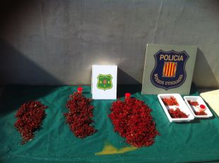 Intervenen deu quilos de corall vermell extret de manera il·legal