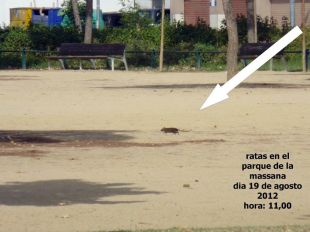 Denuncien una plaga de rates a la Massana de Salt
