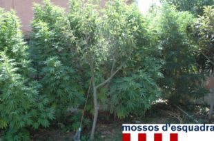 Presó per dos veïns de Riudarenes que tenien un centenar de plantes de marihuana a casa