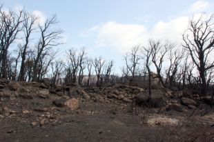 Reclamen la retirada dels projectes de parcs eòlics a la zona cremada per #FocEmpordà