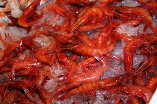 L'Estat cedeix i reobre la pesca de gamba a compte de la quota del 2025