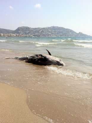 Apareix una tonyina de 90kg morta a la platja de Roses