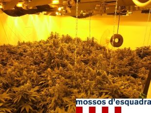 Detinguts tres homes per cultiu massiu de plantes de marihuana a Castell d'Aro 