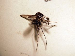 Olot combatrà el mosquit tigre distribuint teles mosquitera als dipòsits d'aigua dels horts