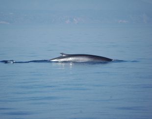 Albiren tres balenes a 500 metres del Cap de Creus