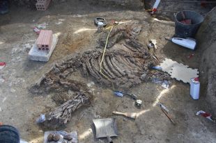 Troben esquelets de bòvids, tapirs i restes d'un cavall de fa 3,1 milions d'anys a Caldes
