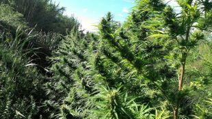 Troben 30 plantes de marihuana de dos metres d'alçada a tocar d'una riera de Foixà