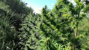 Troben 30 plantes de marihuana de dos metres d'alçada a tocar d'una riera de Foixà