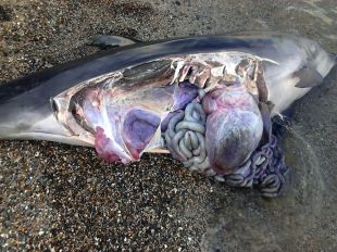Agricultura investigarà la mort del dofí trobat a Llançà