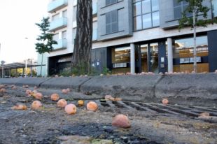 Girona talarà i canviarà una trentena d'arbres que provoquen fortes pudors