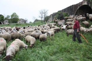 Més de 500 caps de bestiar treballaran per desbrossar les zones verdes de Girona