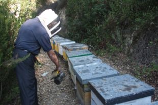 Cau entre un 25 i un 50% la producció de mel a les comarques gironines