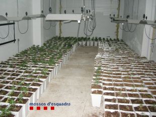 Detingudes quatre persones per cultivar més de 1.800 plantes de marihuana