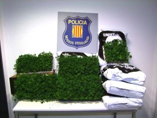 Els Mossos detenen cinc persones per transport de marihuana