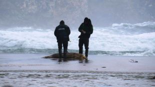 Apareixen dos dofins morts al litoral gironí