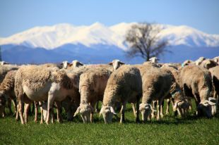 Làctics Peralada obre una botiga de venda directa de recuits de llet ecològica d'ovella